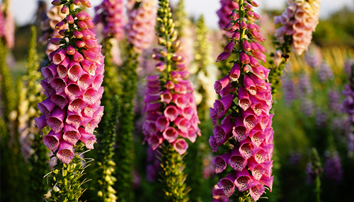 Foxglove Foxglove