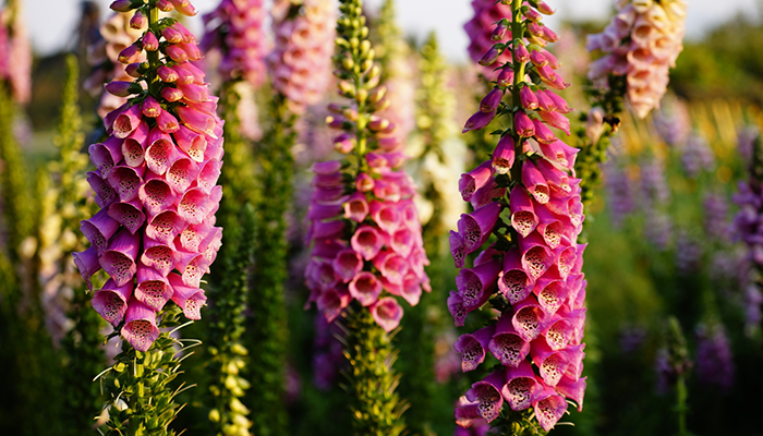 Foxglove Foxglove
