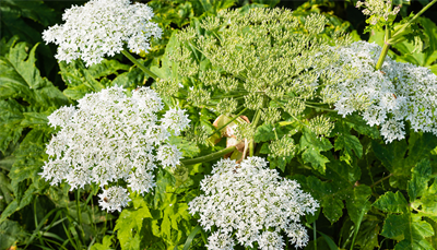Giant hogweed Giant hogweed