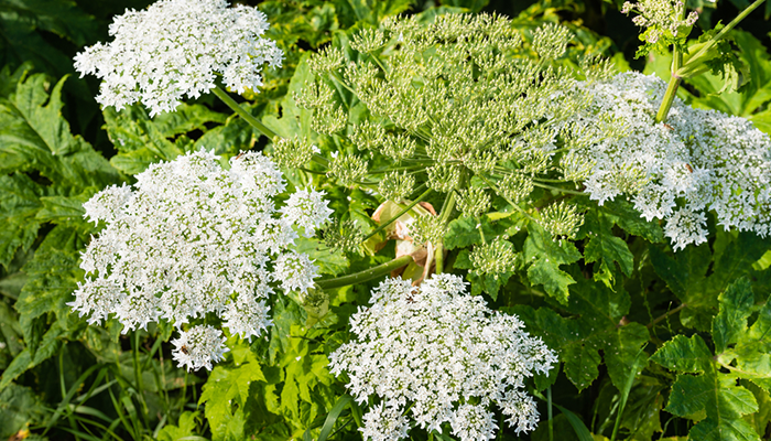 Giant hogweed Giant hogweed