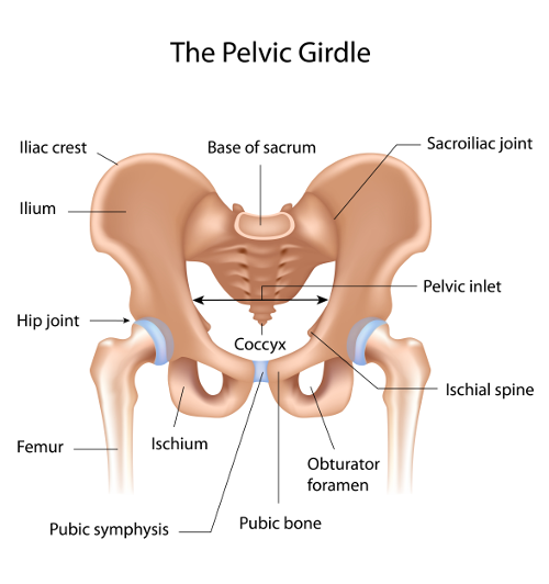 Hip pains during early pregnancy