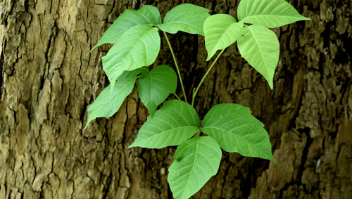 Poison ivy Poison ivy