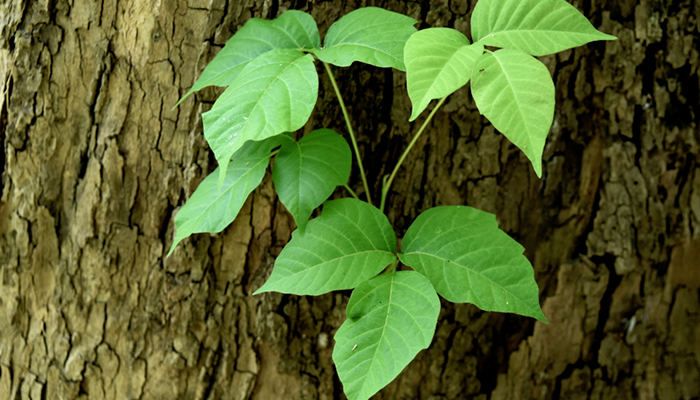 Poison ivy Poison ivy