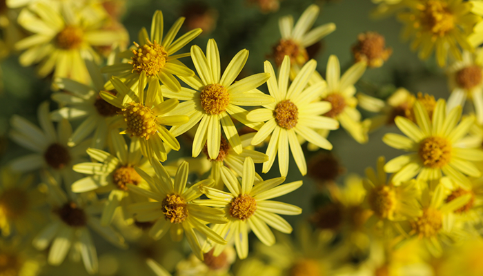Ragwort Ragwort
