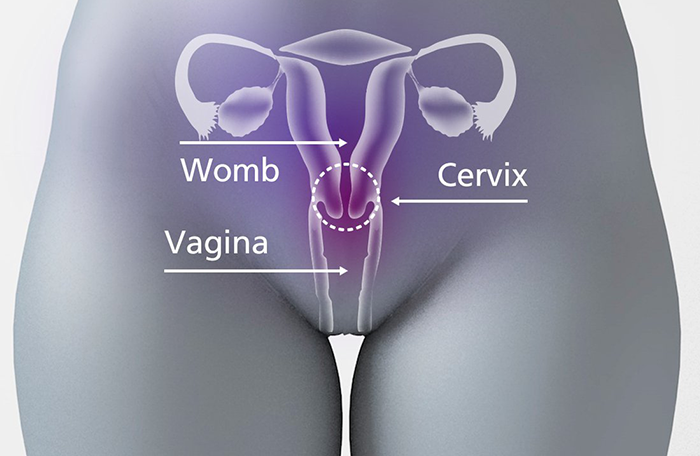 diagram of Cervix